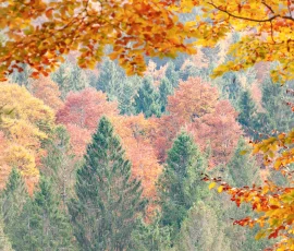 cansiglio-foresta-autunno-IMG 0120