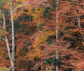 cansiglio-foresta-autunno-IMG 0152
