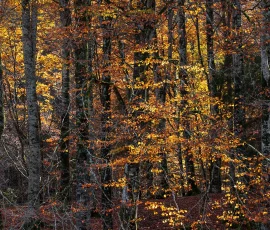 foresta-del-cansiglio-AG6I2989
