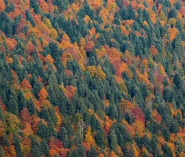 foresta-del-cansiglio-AG6I3276