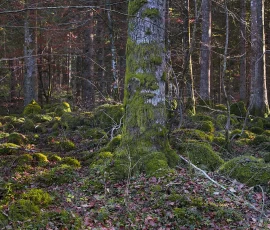 foresta-del-cansiglio-AG6I1200
