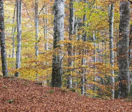 foresta-del-cansiglio-AG6I2245