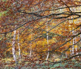 foresta-del-cansiglio-AG6I2545