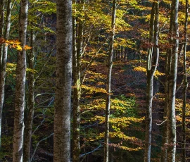 foresta-del-cansiglio-DSC 7293