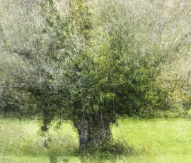 intimate-landscape-AG6I0953