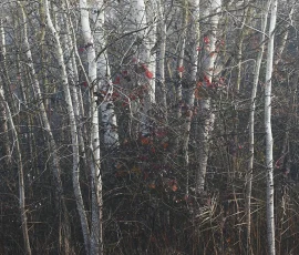 intimate-landscape-AG6I4748