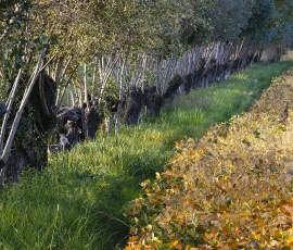 intimate-landscape-AG6I5641-2