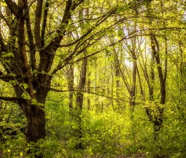 intimate-landscape-AG6I6835