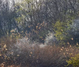 intimate-landscape-AG6I7334
