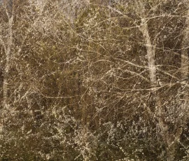 intimate-landscape-AG6I7354