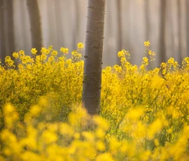 intimate-landscape-AG6I8345