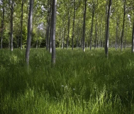 intimate-landscape-AG6I8399