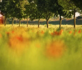 intimate-landscape-DSC 0038