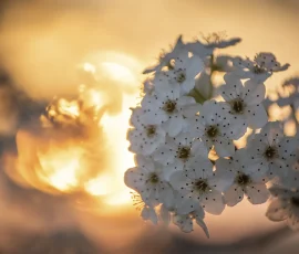 intimate-landscape-DSC 0431