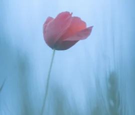 intimate-landscape-DSC 5317