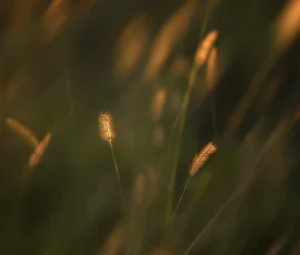 intimate-landscape-DSC 5828