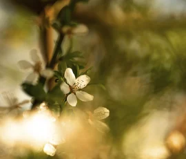 intimate-landscape-DSC 9991