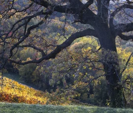 trees-photography-AG6I3755