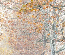 trees-photography-AG6I9840