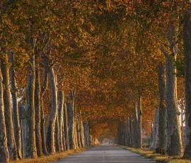 trees-photography-IMG 0066