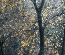 woodland-photography-AG6I0829