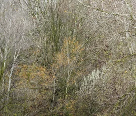 woodland-photography-AG6I0830