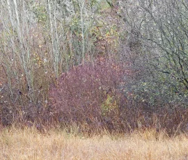 woodland-photography-AG6I0864