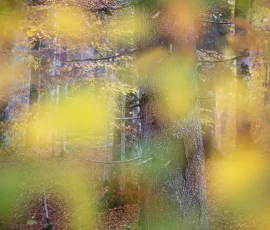 woodland-photography-AG6I2222