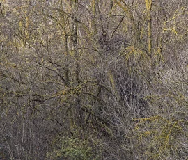 woodland-photography-AG6I2512