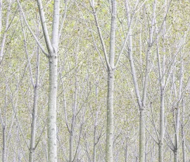 woodland-photography-AG6I2765