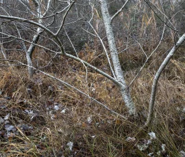 woodland-photography-AG6I2833