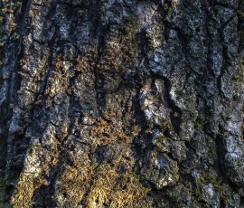 woodland-photography-AG6I3658