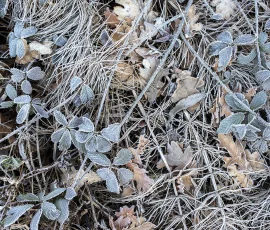 woodland-photography-AG6I3759