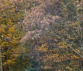 woodland-photography-AG6I3879
