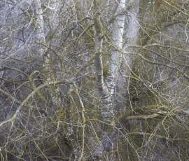 woodland-photography-AG6I4039
