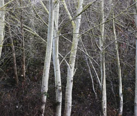 woodland-photography-AG6I4040