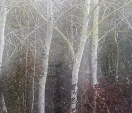 woodland-photography-AG6I4058
