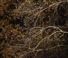 woodland-photography-AG6I4061