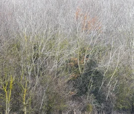 woodland-photography-AG6I4113