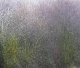 woodland-photography-AG6I4139