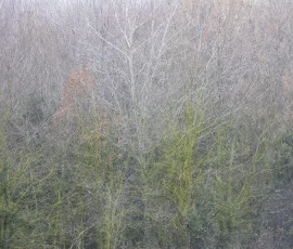 woodland-photography-AG6I4154