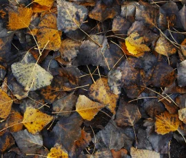 woodland-photography-AG6I4948