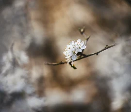 woodland-photography-AG6I5059