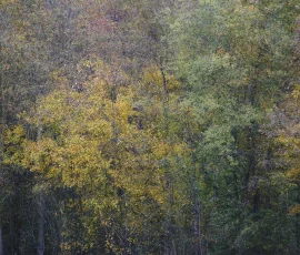 woodland-photography-AG6I5081