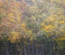 woodland-photography-AG6I5100
