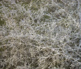 woodland-photography-AG6I5165