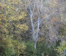 woodland-photography-AG6I5240