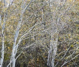 woodland-photography-AG6I5347-2