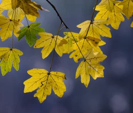 woodland-photography-AG6I5347