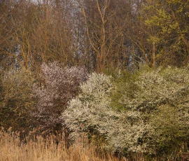 woodland-photography-AG6I7128